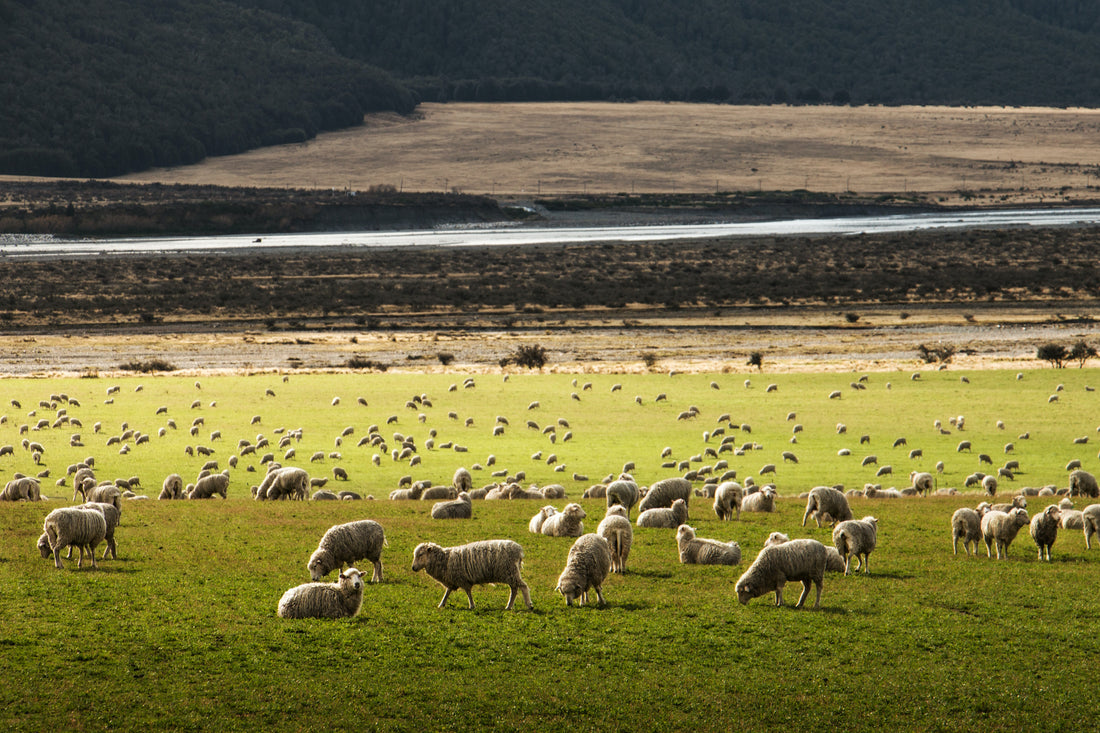 Merino: Vorteile, Herkunft und Pflege der Wunderwolle