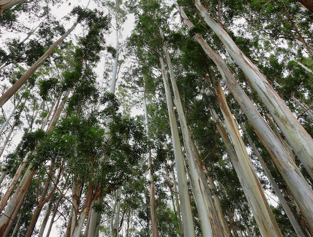 Eukalyptus Fasern