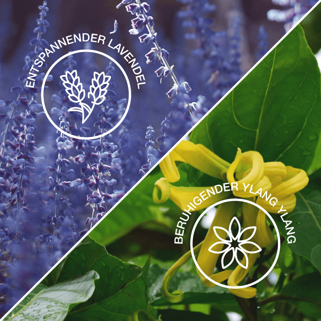 || Lavendel